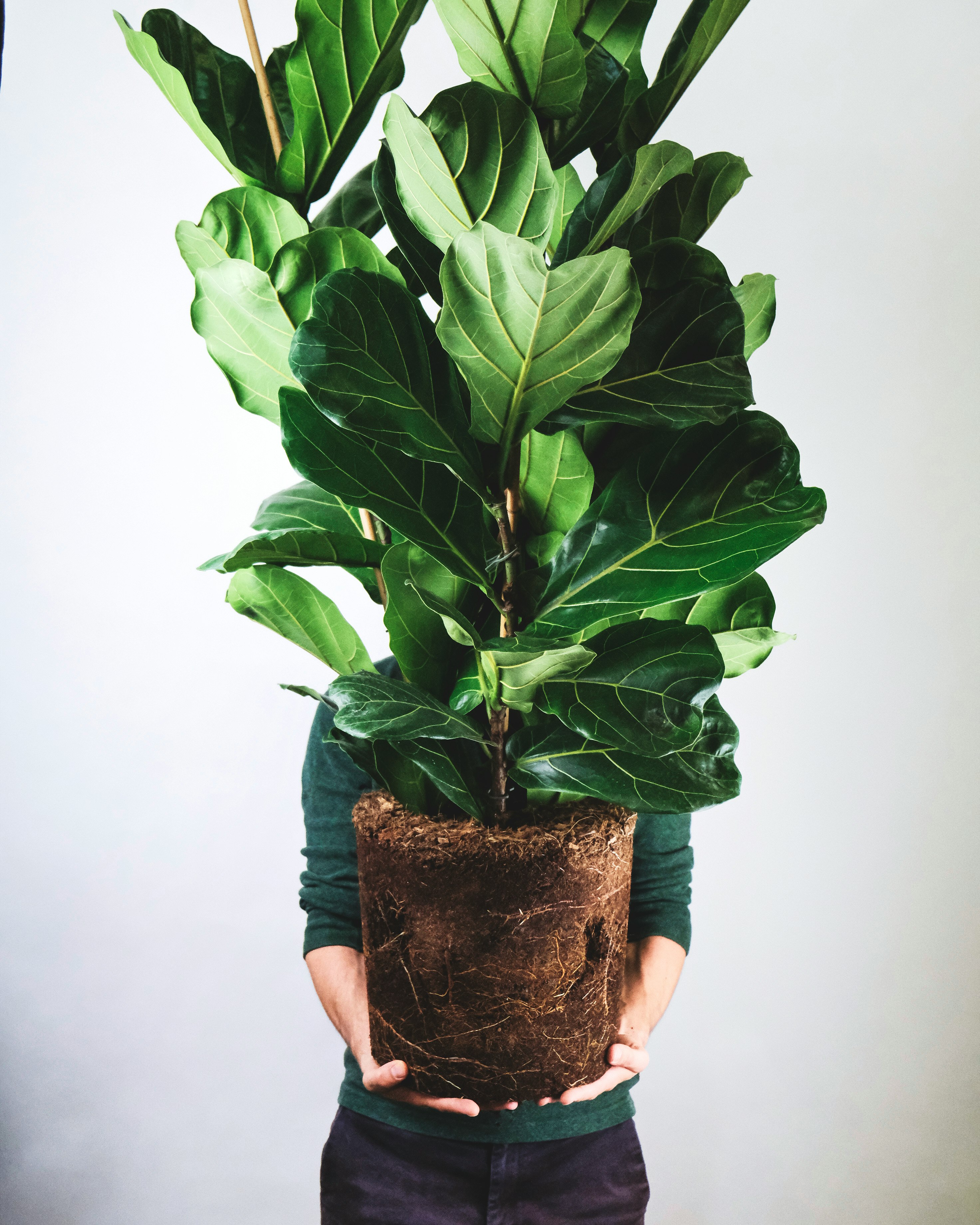 green plant on brown clay pot